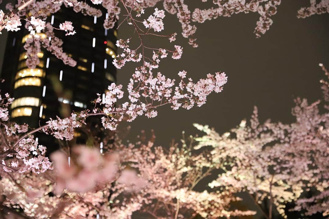 のインスタグラム：「今日は体のケアのあとに８年ぶりに日本の夜桜見物をしました！﻿ 次女は生まれてすぐにアメリカに行ったので、生まれて初めて日本の桜を見て嬉しそうでした^_^﻿ ﻿ #cherryblossom」