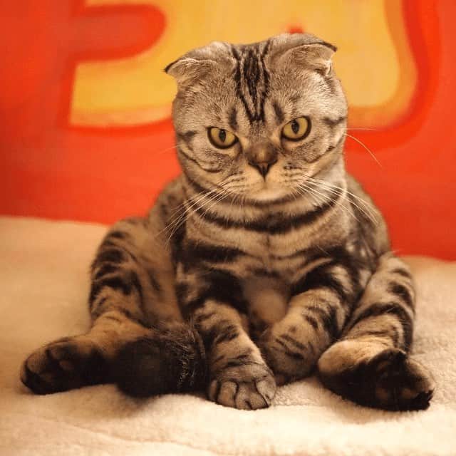 Shishi-maruのインスタグラム：「🐱「nyatching」サービスを提供する株式会社naynsで、4月22日（月）に入社する猫社員を決める、総選挙を現在実施中です↓↓↓ https://nyans.net ししまるも社員候補生です。是非皆様のかつお風味の1票をお願いいたします！！ 😺Please check it below URL.And Click shishi-maru:)) https://nyans.net ーーーーーーーーーーー 📕「ぷっちねこ。」単行本発売中 📗「3匹のちいさな猫を召喚できたなら」 📘「ちいさな猫を召喚できたなら」重版出来 ーーーーーーーーーーー ⭐︎ねこ漫画を描いています→@tacos_cat 🐱公式→@chiisanacat 🌺Twitter →@taco_emonemon ーーーーーーーーーーー」