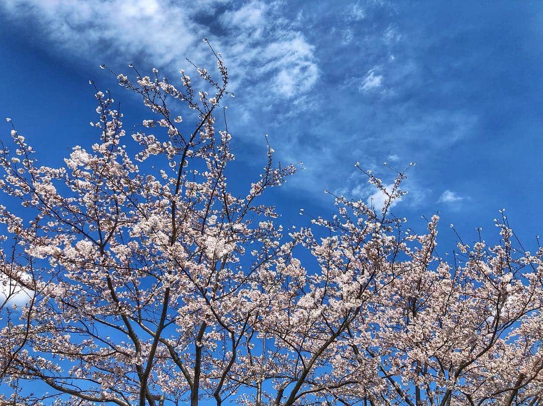 シャウラさんのインスタグラム写真 - (シャウラInstagram)「Sakura of the day 今日の桜 #sakura #cherryblossom #桜」4月1日 21時52分 - shaula_vogue