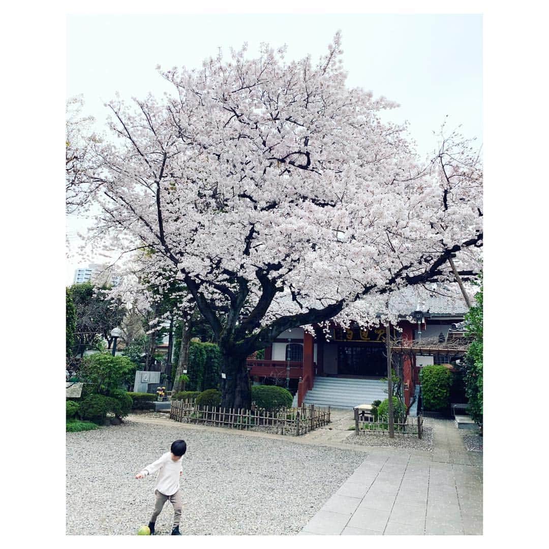 二ノ宮和佳子のインスタグラム：「今日から新園へ通い始めた息子。朝は、少し泣いていたけど、お迎えではお友達と楽しそうに遊んでいました。 すぐにお友達ができて、早く明日も行きたいと笑って話してくれ、私も一安心。 午後からは、上京してくれた母と御墓参りへ。お寺の綺麗な大きな桜の木を眺めながら、色々と報告ができました。  #新年度も楽しみ #新年号 #令和 #名前の漢字が入ってて嬉しい」