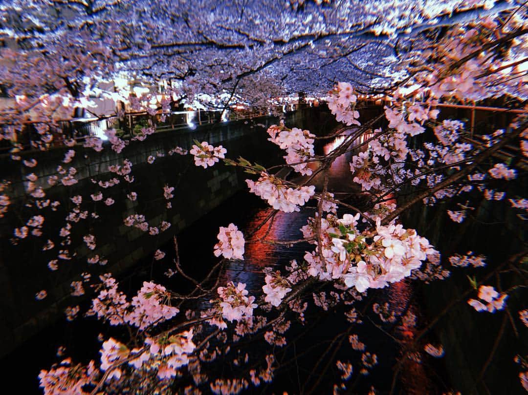 renさんのインスタグラム写真 - (renInstagram)「・ ・ 夜桜見れて満足 5分いたかどうかも分からんけど ・ ・」4月1日 21時49分 - _reeen_