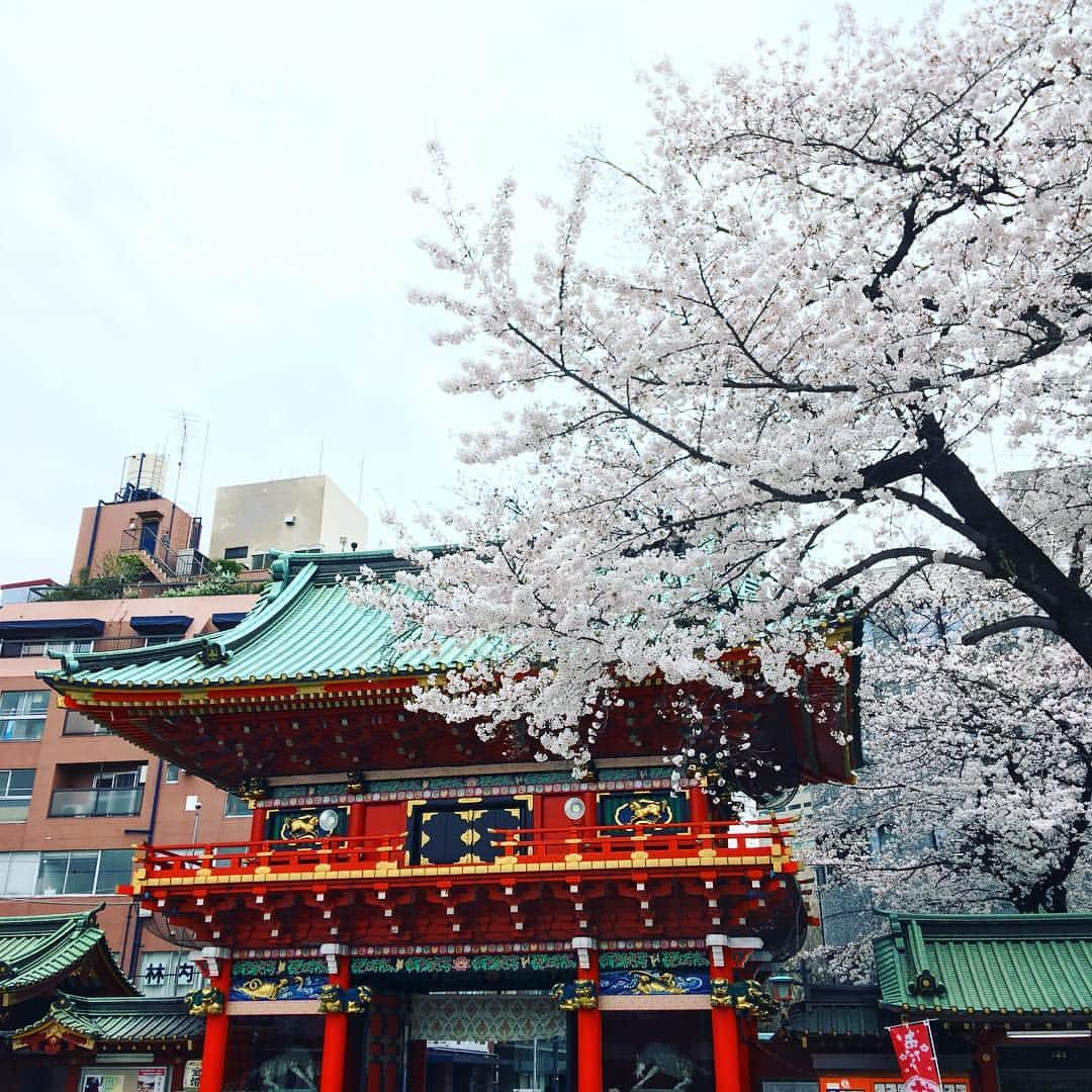 散歩の達人さんのインスタグラム写真 - (散歩の達人Instagram)「今年も満開🌸 Sakura in KANDAMYOJIN. #hello #桜 #さくら #サクラ #神社 #神田明神 #御茶ノ水 #神田 #東京 #cherryblossom #shrine #ochanomizu #kanda #tokyo #散歩の達人」4月1日 21時51分 - san_tatsu