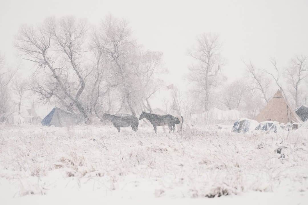 National Geographic Travelさんのインスタグラム写真 - (National Geographic TravelInstagram)「Photo by @kiliiiyuyan | Stoic horses weather the first snowfall of North Dakota's coming winter in 2016. Local law enforcement had been expecting the cold weather to scatter the thousands of Sioux water protectors gathered at Standing Rock. Dakota Don Cuny retorts, "They will leave long before we do-- this is our land and winter is in our blood." Follow me, @kiliiiyuyan, for more from the indigenous world. #standingrock #indigenous #lakota」4月1日 21時59分 - natgeotravel