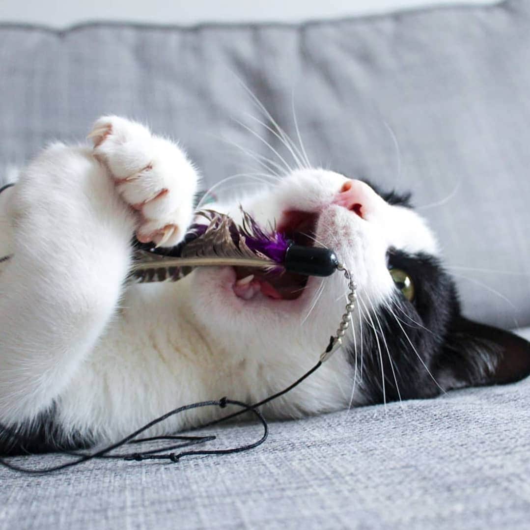 CatStockerのインスタグラム：「Hello! #catstocker is here!  Follow our FURRriend @cicthecat  Scroll right for more pictures 👉 . . . . .  #cat #neko #mačka #chat #kočka #котка #kotek #kot #кіт #mače #кошка #кот #katze #gato #gatto #kissa #kattunge #猫 #고양이 #貓 #kedi #köttur #kissanpentu #חתול #кішка #kedicik #кошеня #gattino #子猫」