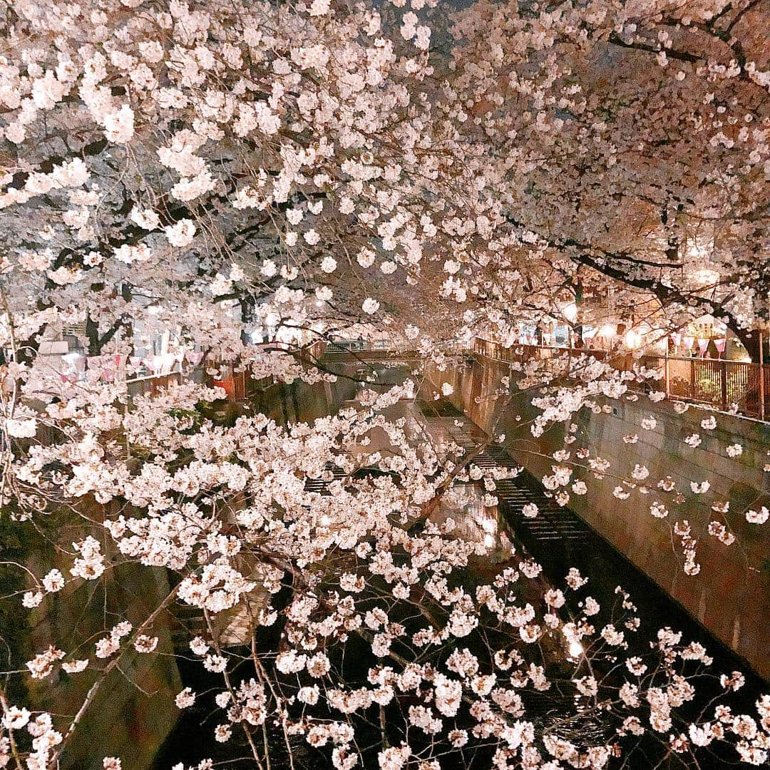 JULIANさんのインスタグラム写真 - (JULIANInstagram)「Cherry trees lined riverside...🌸 #0401 #令和  #桜  #桜並木 #春 #花見 #夜桜 #中目黒  #目黒川 #目黒川の桜  #夜 #夜景 #夜景ら部 #景色 #風景 #風景写真 #ファインダー越しの私の世界  #写真好きな人と繋がりたい  #インスタ映え #フォトジェニック  #cherryblossom #pinkflowers  #tokyo #meguro #meguroriver  #japan_of_insta #japan_night_view  #japantrip #photo_jpn #photogenic」4月1日 22時05分 - julian_official_jp