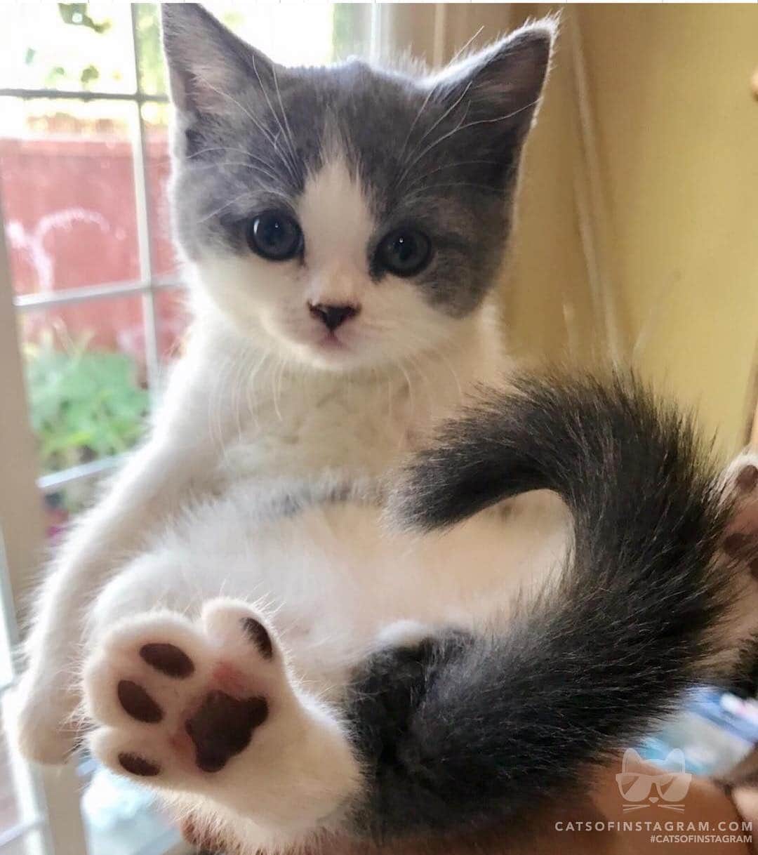 Cats of Instagramさんのインスタグラム写真 - (Cats of InstagramInstagram)「From @mochicat168: “Naoki: Do I look like a cat doll? 🐱” #catsofinstagram」4月1日 22時06分 - cats_of_instagram