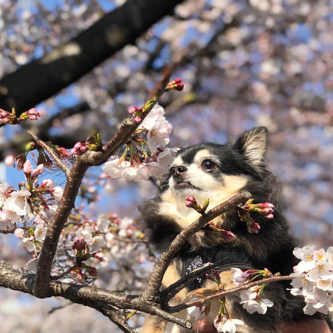 吉田怜菜さんのインスタグラム写真 - (吉田怜菜Instagram)「. . 新元号、発表されましたね！ . 「令和」 . 和むという漢字が入っていて 素敵だなぁと思いました ☺️🌸 . 本名でもある怜菜の怜の字に似てるのも 個人的に嬉しかったです 🙈💕 . 素敵な時代になります様に…✨ . 皆様、本年度も宜しくお願い致します！！ . . . #4月 #4月1日 #新元号 #令和 #本年度も #宜しくお願い致します #🙇‍♂️✨ #お父さんから送られてきた写真 #愛犬 #ロングコートチワワ #longcoatchihuahua #ロングコートチワワ部 #ブラックタンチワワ #ブラックタン #わたしの弟 #わたしの癒し #愛犬との暮らし #お花見 #桜とわんこ」4月1日 22時07分 - yoshida_reina_