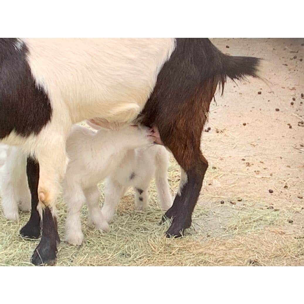 松浦雅さんのインスタグラム写真 - (松浦雅Instagram)「#ヤギのあかちゃん とっっても美味しそうに、おっぱいのんでた。 綺麗で、眩しいね。大きくなるんだよ〜！ #goat #babygoat #🐐」4月1日 22時13分 - m.miyabi614