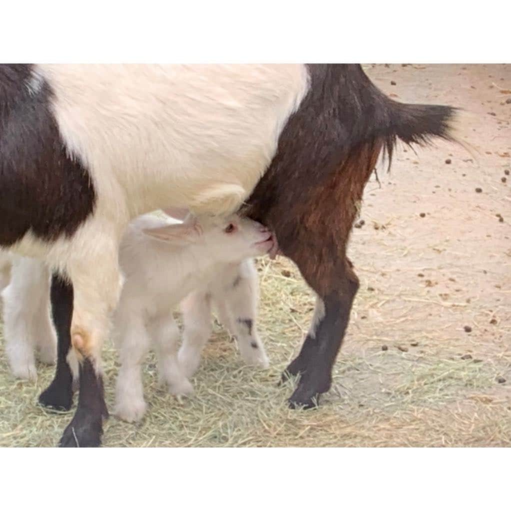 松浦雅さんのインスタグラム写真 - (松浦雅Instagram)「#ヤギのあかちゃん とっっても美味しそうに、おっぱいのんでた。 綺麗で、眩しいね。大きくなるんだよ〜！ #goat #babygoat #🐐」4月1日 22時13分 - m.miyabi614
