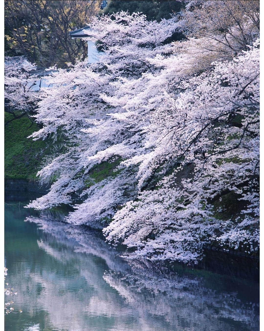 masayaさんのインスタグラム写真 - (masayaInstagram)「Kudanshita Tokyo 九段下 #cherryblossoms #桜 #さくら #Tokyo #Japan #千鳥ヶ淵 #flowers #sakura #令和」4月1日 22時17分 - moonlightice