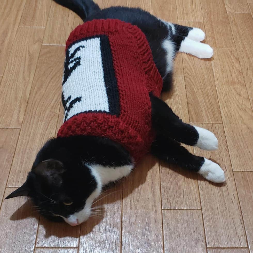 アイパー滝沢さんのインスタグラム写真 - (アイパー滝沢Instagram)「新作編み物49 『新年号入りネコ服』 今日発表された新年号を使って早速、ネコ用の服を編んだホゥ。『令和』を使って編み物作品作ったのは、編み物界でアイパーさんが1番最初って事で良いよね？ホゥ。 #handmade #knitting #Crochet #令和 #ハマナカ毛糸 #クロバー針 #ボニー #猫服 #よしもと芸人 #新年号 #knitting_art」4月1日 22時31分 - t.aipa