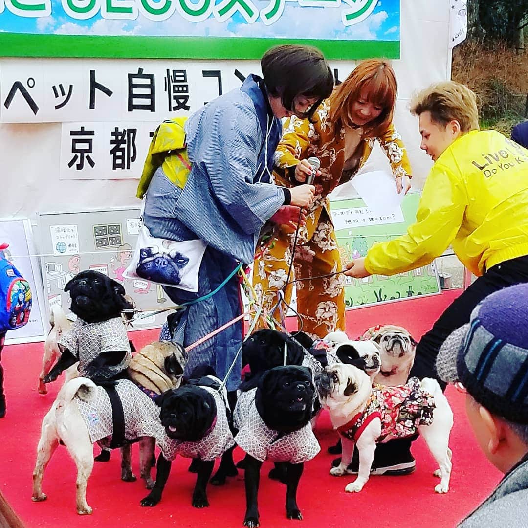 のインスタグラム：「パグだらけ🐶」