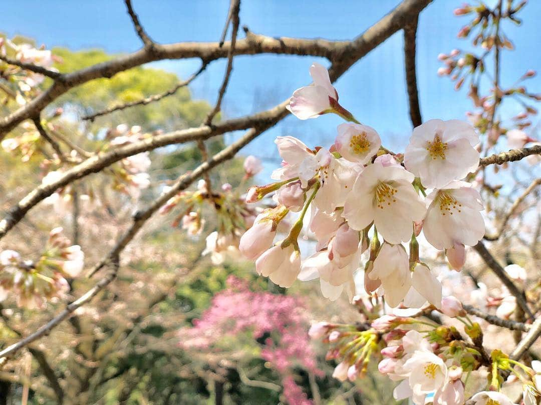 吉木りささんのインスタグラム写真 - (吉木りさInstagram)「🌸🌸🌸」4月1日 22時41分 - risayoshiki0727