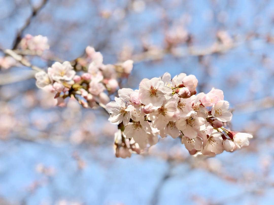 吉木りささんのインスタグラム写真 - (吉木りさInstagram)「🌸🌸🌸」4月1日 22時41分 - risayoshiki0727