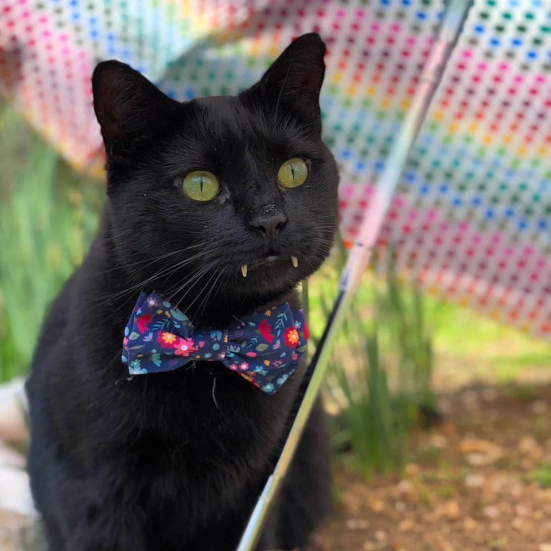 セルジオさんのインスタグラム写真 - (セルジオInstagram)「It’s the first of April. 🌷  The sun is shining, the birds are singing and I have consumed my post breakfast, morning treats.  Life is good. ☀️ . . #aprilfirst #happyapril #springhassprung #happycat #aprilshowersbringmayflowers #livingmybestlife #monkeybusiness #vampirecat #teef #cutecats #happycatclub #spoiledcat #blackcatsofinstagram #catsofinsta #catsofig #igcats #igkitty #rescuecat #myfurbaby #catmom #catslife #catsrule #petco #catstercats #ellenratemycat #buzzfeedcats #boop #catonaleash #catexplorer #catsinbowties」4月1日 22時41分 - monkandbean