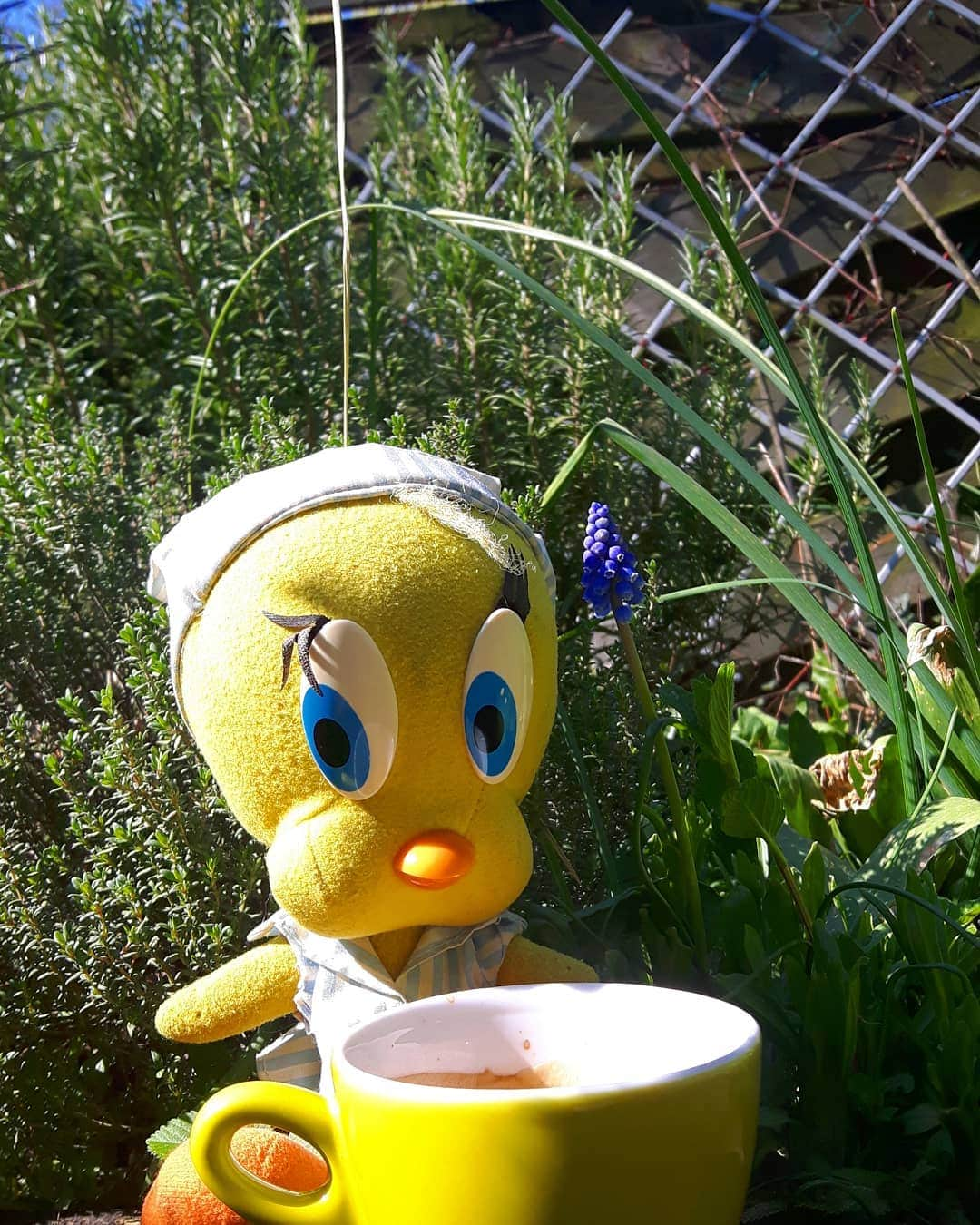 Little Yellow Birdさんのインスタグラム写真 - (Little Yellow BirdInstagram)「Ok Monday.  Let's do this. With lots of coffee. #littleyellowbird #tweety #tweetykweelapis #adventures #yellow #bird #monday #mondayblues #mondayssuck #letsdothis #coffee #koffie #atleastitssunny #sunny #garden #bluesky #stuffedanimalsofinstagram #plushiesofinstagram」4月1日 22時47分 - tweetykweelapis