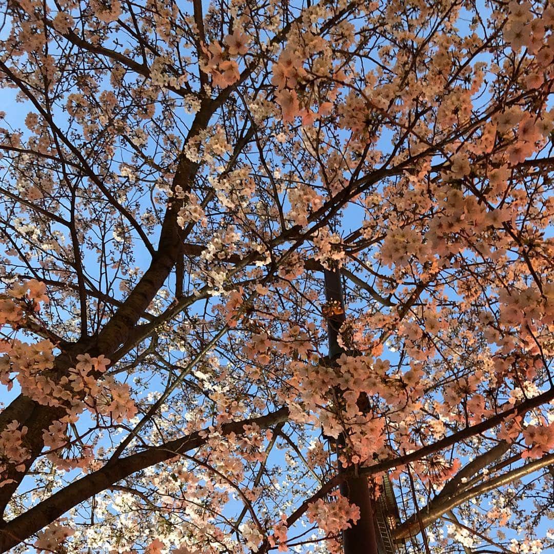 福島千里さんのインスタグラム写真 - (福島千里Instagram)「: 新元号をお祝いして🌈🌸 あしたからもがんばろう、」4月1日 22時47分 - chisatofukushima0627