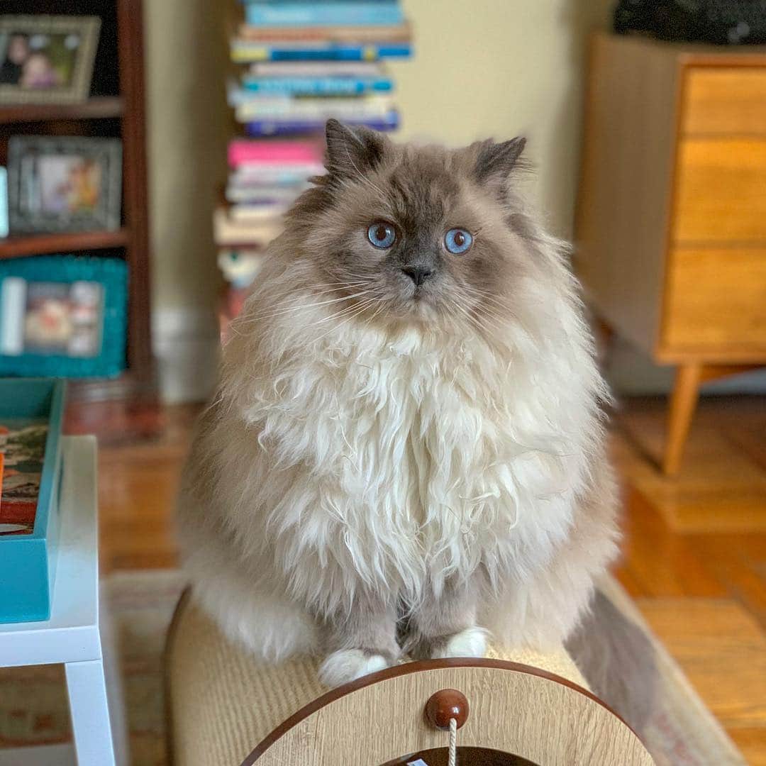 Tinaのインスタグラム：「George just found out he’s getting a haircut soon. 😳」