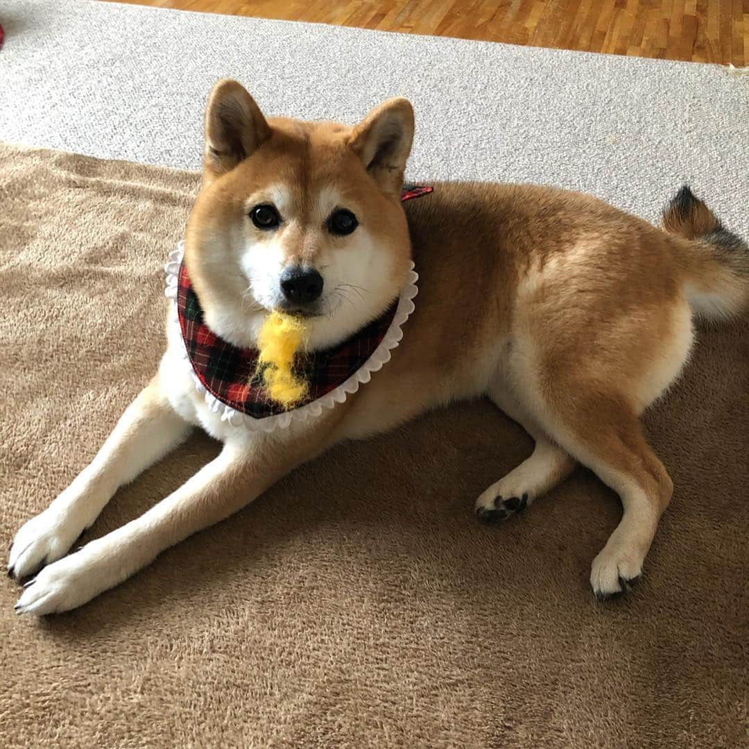 くるみさんのインスタグラム写真 - (くるみInstagram)「. あたし柴犬どんぐり🐿  お散歩大好き！ おそと大好き！ お友達とあそびたい！ ドッグラン大好き！ 飼い主だーいすき！！ . . #エイプリルフール #柴犬どんぐり #こたぱのコメントで気がつきますた」4月1日 22時49分 - kurukurukurumi222