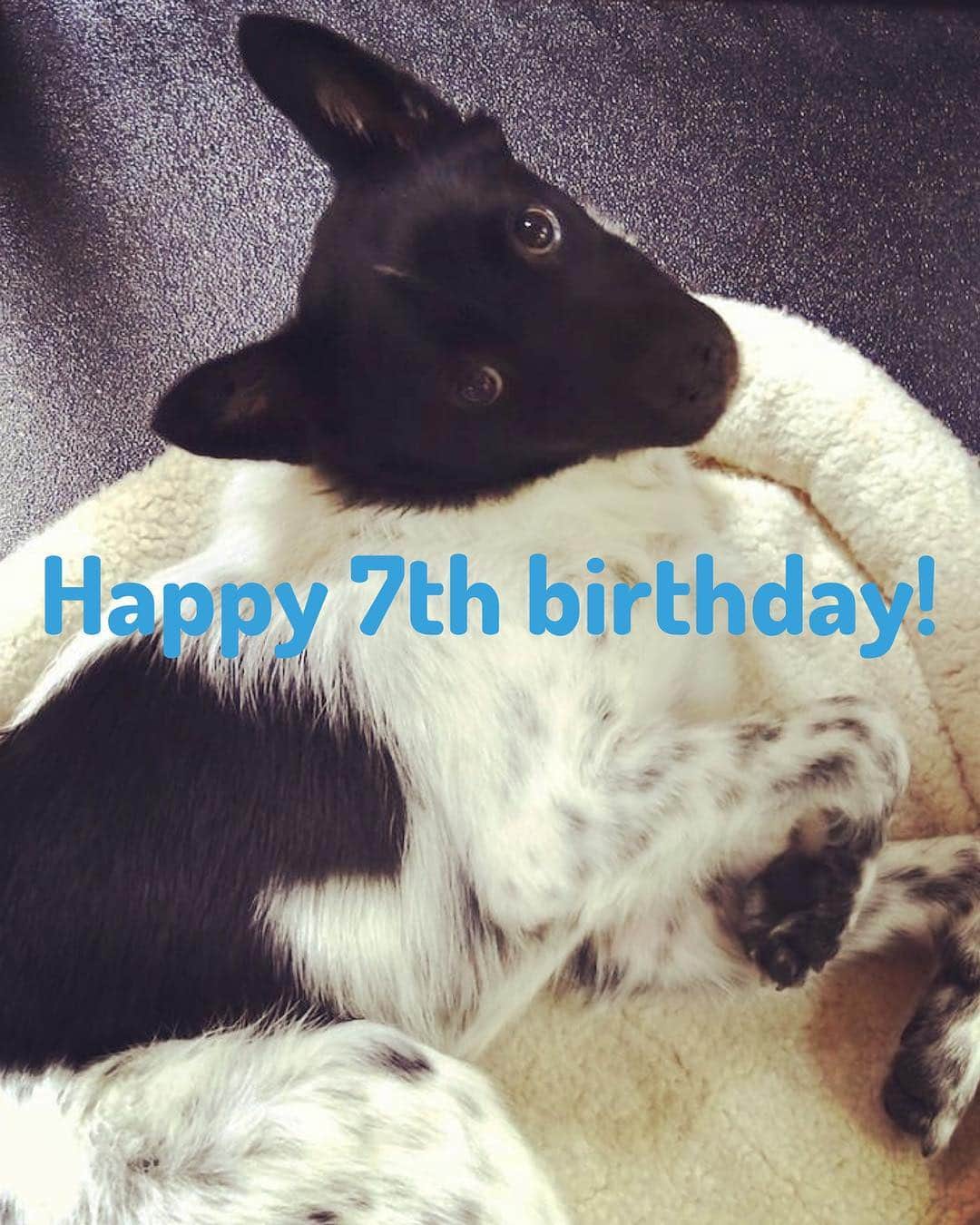 喜国雅彦＆国樹由香さんのインスタグラム写真 - (喜国雅彦＆国樹由香Instagram)「我が家のエキセントリック少年ボウイ、金時。本日七歳の誕生日です。うちの子になってくれてありがとうね！　おかげで毎日幸せいっぱいだよ。金時も幸せだといいな（由）  #dogstagram #dog #mydog #myboy #cute #love #happybirthday #画像は生後半年の #犬は #神様からの贈り物」4月1日 22時50分 - kunikikuni