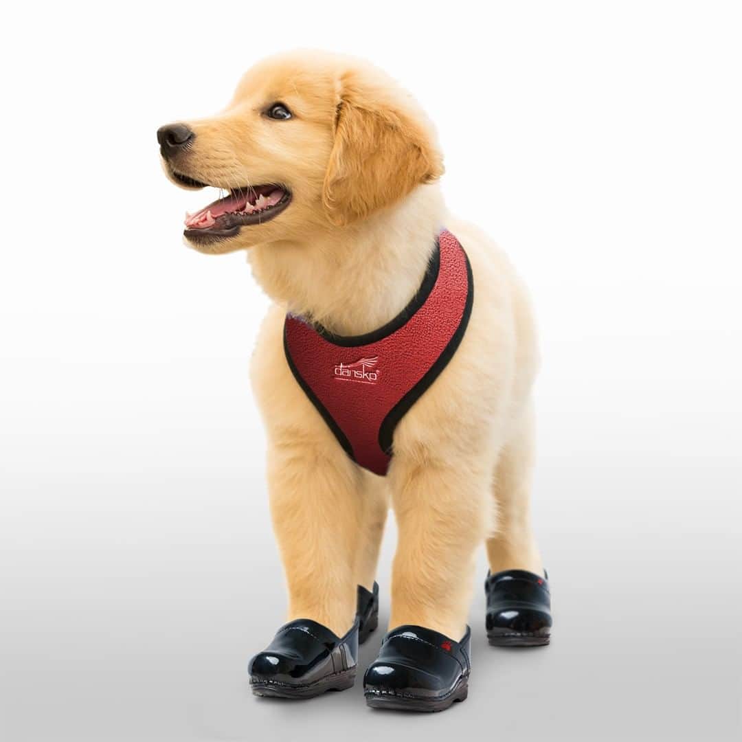 ダンスコのインスタグラム：「Wish your furry best friend could wear the clogs you love? We've got you covered with new dog gear! #Aprilfools #dansko #clogs #dogsofinstagram」
