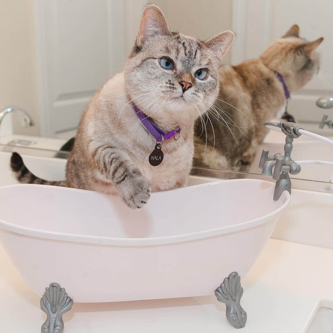 nala_catさんのインスタグラム写真 - (nala_catInstagram)「Wanna join me? 🛁🛀🏻」4月1日 23時01分 - nala_cat