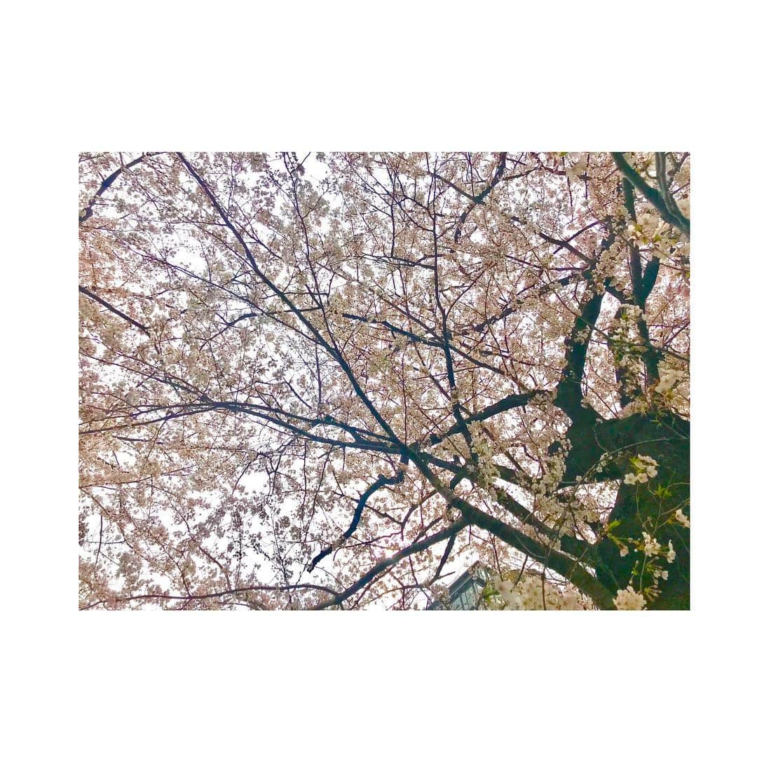 上山竜治さんのインスタグラム写真 - (上山竜治Instagram)「桜をどう撮るかで人間性が出るよね。 私はこんな感じ。・・・どんな感じだよ。  ランニング中に撮った桜。・・・ランニングに集中しなさい。  明日はレミゼ通し稽古だー。・・・がんばりなさい。  素敵な夜を。  #レミゼ #桜 #sakura」4月1日 22時58分 - kamiyama_ryuji_0910