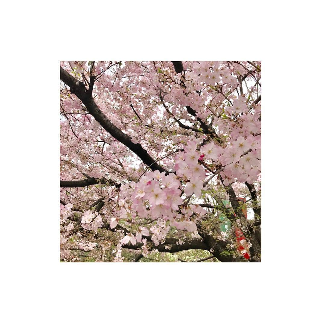 上山竜治さんのインスタグラム写真 - (上山竜治Instagram)「桜をどう撮るかで人間性が出るよね。 私はこんな感じ。・・・どんな感じだよ。  ランニング中に撮った桜。・・・ランニングに集中しなさい。  明日はレミゼ通し稽古だー。・・・がんばりなさい。  素敵な夜を。  #レミゼ #桜 #sakura」4月1日 22時58分 - kamiyama_ryuji_0910