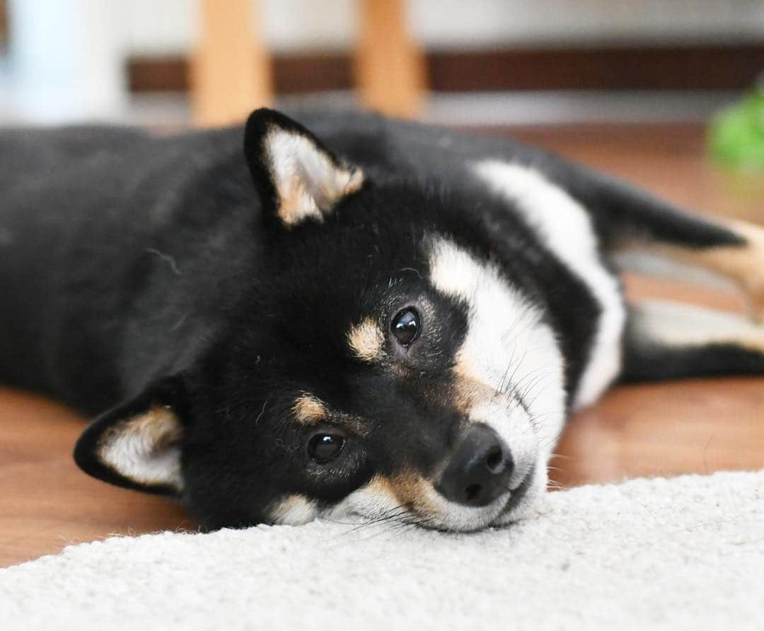 ?Fricko the Shiba Inu?さんのインスタグラム写真 - (?Fricko the Shiba Inu?Instagram)「Monday mood😑 🐾 🐾 🐾 #Keaton #🐶 #shiba #shibainu #dog #柴犬 #黒柴 #子犬 #shibalovers #shibaholics #dogoftheday #dogslife #weeklyfluff  #dogstagram  #dogscorner #shibapuppy #puppiesofinstagram」4月1日 22時58分 - umigiva