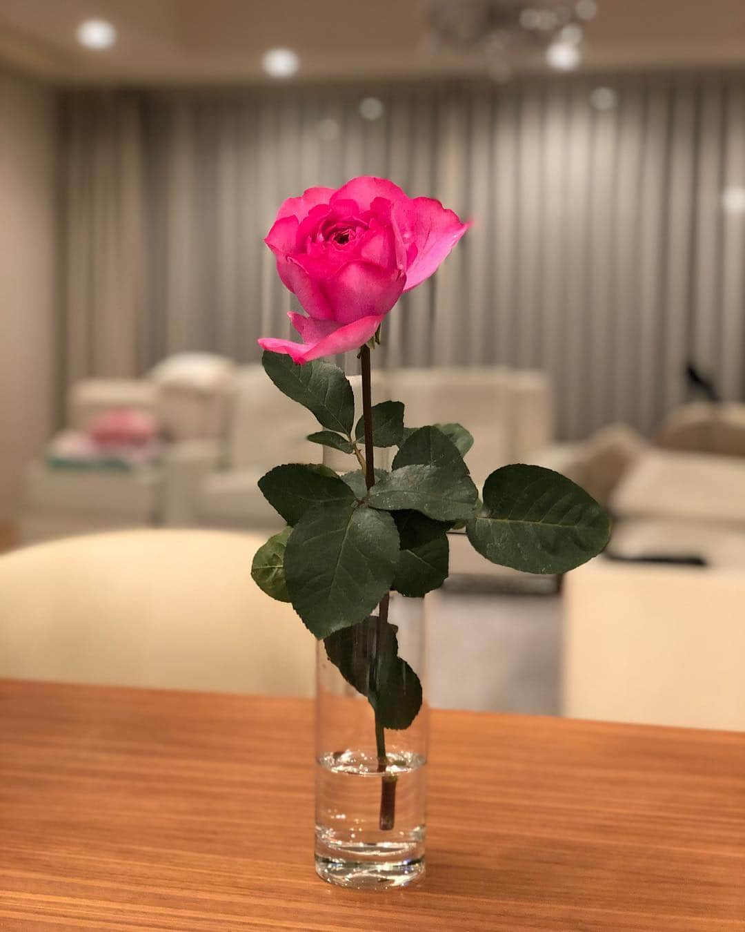 山下莉奈さんのインスタグラム写真 - (山下莉奈Instagram)「オブスキュアって名前のバラ🌹 いい香り！！強香な種類だけある👍✨✨✨」4月1日 22時59分 - rinayamashita