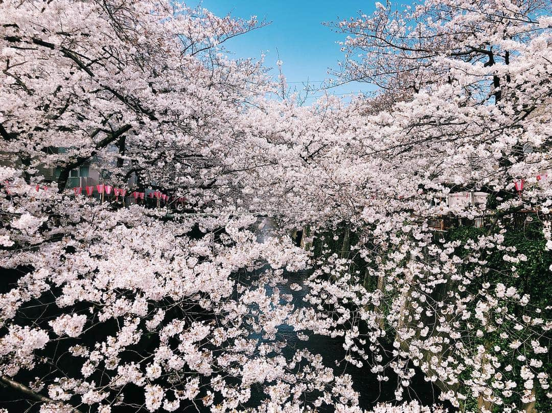 崎本ゆかりさんのインスタグラム写真 - (崎本ゆかりInstagram)「🌸🌸🌸🌸🌸🌸 . . #桜#うっとり#綺麗#かわいい#さくら#満開#中目黒#ぷらり#お散歩#お花見#東京#東京の桜#桜の名所 #sakura#pink#beautiful#happy#flower#cherryblossoms#iphonephotography#nakameguro#tokyo#japan#instagood#memories🌸」4月1日 23時00分 - yukariiiin5