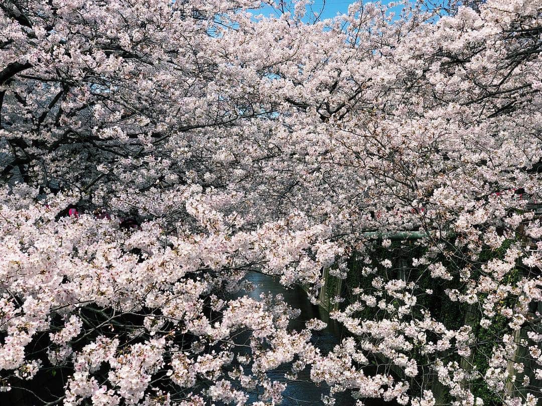 崎本ゆかりさんのインスタグラム写真 - (崎本ゆかりInstagram)「🌸🌸🌸🌸🌸🌸 . . #桜#うっとり#綺麗#かわいい#さくら#満開#中目黒#ぷらり#お散歩#お花見#東京#東京の桜#桜の名所 #sakura#pink#beautiful#happy#flower#cherryblossoms#iphonephotography#nakameguro#tokyo#japan#instagood#memories🌸」4月1日 23時00分 - yukariiiin5