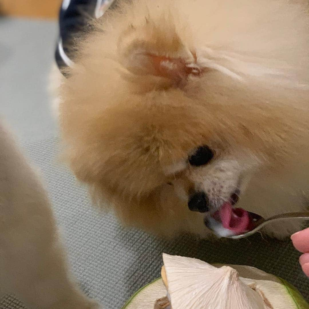 Ella Chuffyさんのインスタグラム写真 - (Ella ChuffyInstagram)「Love love looove~ 🥥🌴 very refreshing!! Yum!! 😋 . . . . . . . . #ellachuffy #pet #petstagram #pomeranianpage #pomeraniansofinstagram #teacuppoms #cutedogs #pomeranian_lovers #pomeranianlife #pomeranianworld #teddybeardog #pomeranian #puppylove #aplacetolovedogs #dogoftheday #justpomeranians #fluffypack #dogoftheday #anmlsposts #thedailypompom #picoftheday #iflmdog #犬 #狗 #everydaydoglover #puppy #собаки #ポメラニアン #coconut #seniordog」4月1日 23時11分 - missdiad