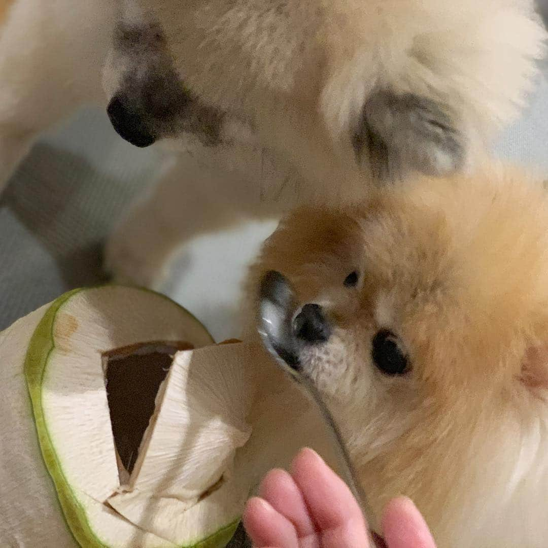 Ella Chuffyさんのインスタグラム写真 - (Ella ChuffyInstagram)「Love love looove~ 🥥🌴 very refreshing!! Yum!! 😋 . . . . . . . . #ellachuffy #pet #petstagram #pomeranianpage #pomeraniansofinstagram #teacuppoms #cutedogs #pomeranian_lovers #pomeranianlife #pomeranianworld #teddybeardog #pomeranian #puppylove #aplacetolovedogs #dogoftheday #justpomeranians #fluffypack #dogoftheday #anmlsposts #thedailypompom #picoftheday #iflmdog #犬 #狗 #everydaydoglover #puppy #собаки #ポメラニアン #coconut #seniordog」4月1日 23時11分 - missdiad