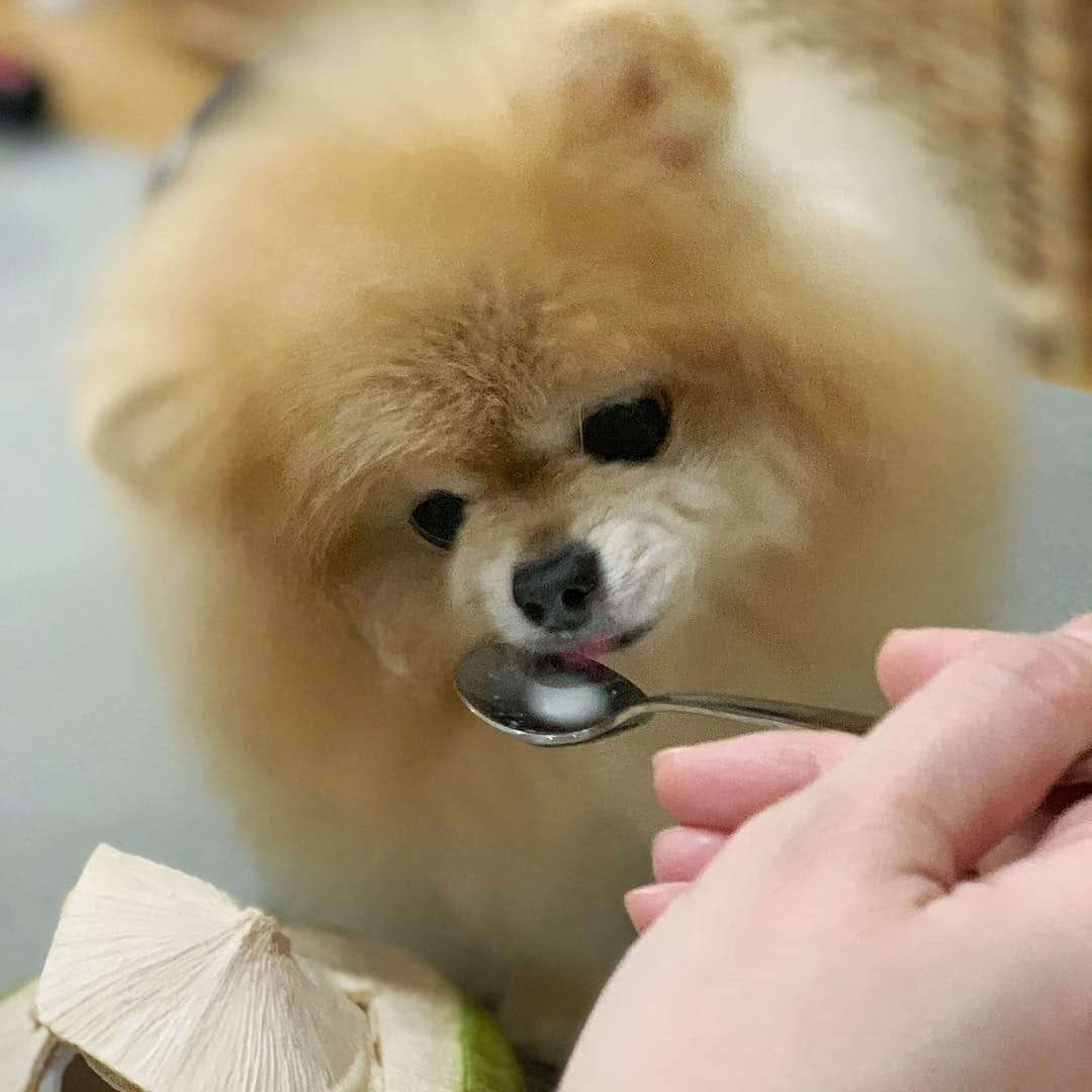 Ella Chuffyさんのインスタグラム写真 - (Ella ChuffyInstagram)「Love love looove~ 🥥🌴 very refreshing!! Yum!! 😋 . . . . . . . . #ellachuffy #pet #petstagram #pomeranianpage #pomeraniansofinstagram #teacuppoms #cutedogs #pomeranian_lovers #pomeranianlife #pomeranianworld #teddybeardog #pomeranian #puppylove #aplacetolovedogs #dogoftheday #justpomeranians #fluffypack #dogoftheday #anmlsposts #thedailypompom #picoftheday #iflmdog #犬 #狗 #everydaydoglover #puppy #собаки #ポメラニアン #coconut #seniordog」4月1日 23時11分 - missdiad