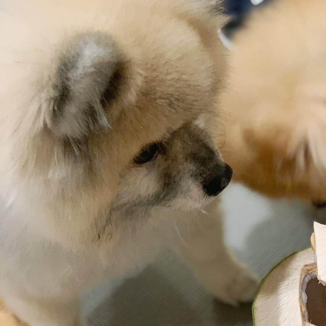 Ella Chuffyさんのインスタグラム写真 - (Ella ChuffyInstagram)「Love love looove~ 🥥🌴 very refreshing!! Yum!! 😋 . . . . . . . . #ellachuffy #pet #petstagram #pomeranianpage #pomeraniansofinstagram #teacuppoms #cutedogs #pomeranian_lovers #pomeranianlife #pomeranianworld #teddybeardog #pomeranian #puppylove #aplacetolovedogs #dogoftheday #justpomeranians #fluffypack #dogoftheday #anmlsposts #thedailypompom #picoftheday #iflmdog #犬 #狗 #everydaydoglover #puppy #собаки #ポメラニアン #coconut #seniordog」4月1日 23時11分 - missdiad