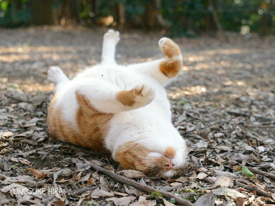 NEKOくらぶさんのインスタグラム写真 - (NEKOくらぶInstagram)「|| 昼間にいっぱい日を浴びて⠀ *⠀ Facebookから、平井佑之介さんの作品ですにゃ（＝ΦωΦ＝）⠀ https://www.facebook.com/app_scoped_user_id/2286254931701485/⠀ *⠀ 投稿いただいたURL⠀ https://www.facebook.com/photo.php?fbid=2294947660832212⠀ *⠀ いいね！＆コメント大歓迎！！⠀ *⠀ #nekoclub #NEKOくらぶ #Japan #Photo #写真 #日本 #cat #ネコ #ねこ #猫 ⠀ Follow: @nekoclub_jpn⠀ *⠀ ▼【廣済堂出版共同企画】NEKOくらぶの皆さまとつくる「NEKOくらぶ写真集」、発売中♪（＝ΦωΦ＝）⠀ ※詳細は本アカウント「 @nekoclub_jpn 」のプロフィールに固定しているハイライトから」4月2日 10時00分 - nekoclub_jpn