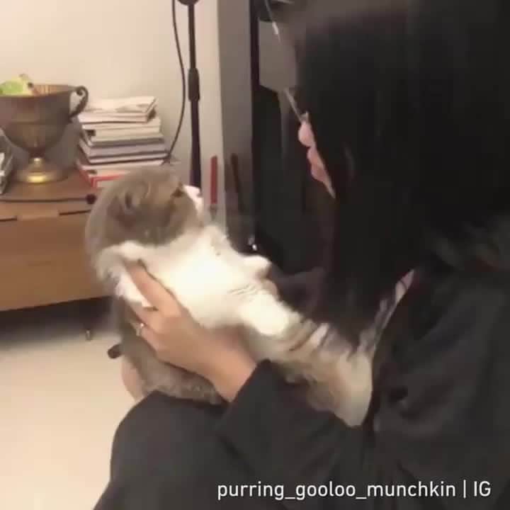 Aww Clubのインスタグラム