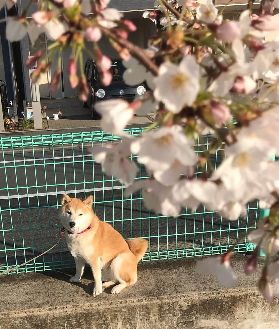 柴犬のモモさんのインスタグラム写真 - (柴犬のモモInstagram)「おはようございます。昨日の夕んぽでお仕事しなかったモモさん、今朝はしっかりやり遂げました。それだけじゃなんなので #桜 と撮った写真も載せます #いぬ #イヌ #犬 #柴犬 #赤柴 #日本犬 #犬バカ部 #ふわもこ部 #いぬら部 #癒しわんこ #柴犬マニア #犬のいる暮らし #口角キュキュッと部 #shiba #shibainu #shibadog #dogstagram #dogsofinstagram #shibastagram #shibasofinstagram #shibamania #inu #instadog #toyota_dog」4月2日 8時31分 - shi_ba_i_nu_momo