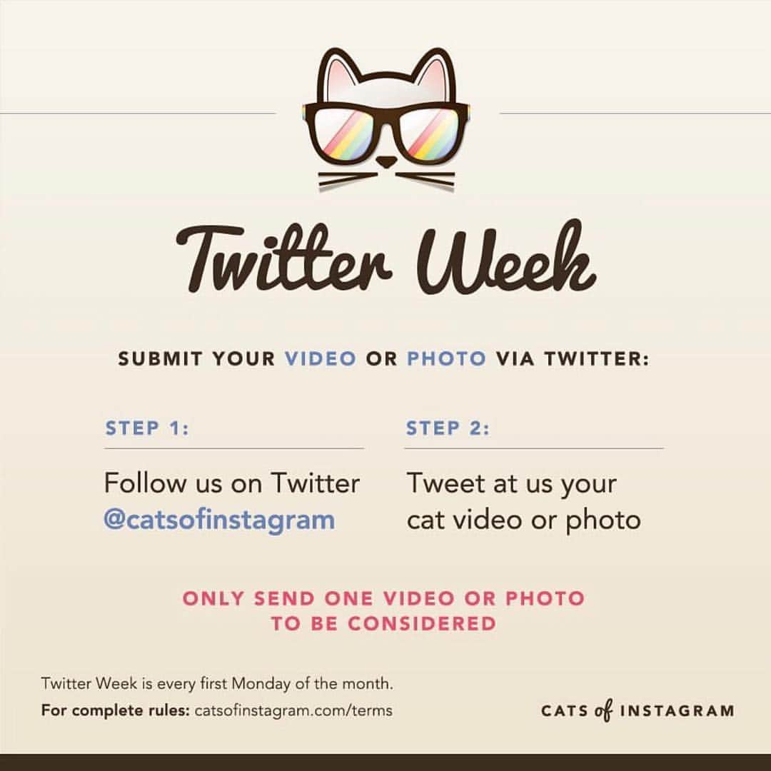 Cats of Instagramさんのインスタグラム写真 - (Cats of InstagramInstagram)「Welcome to the April edition of #twitterweek! 💐 We're now accepting videos also! One submission per person only. For our non-Twitter followers, come on over, we'll love to have ya! Good luck y'all!」4月2日 8時41分 - cats_of_instagram