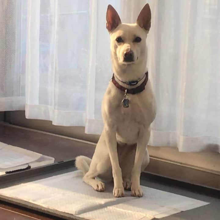 柴犬ハル&保護犬すずのインスタグラム