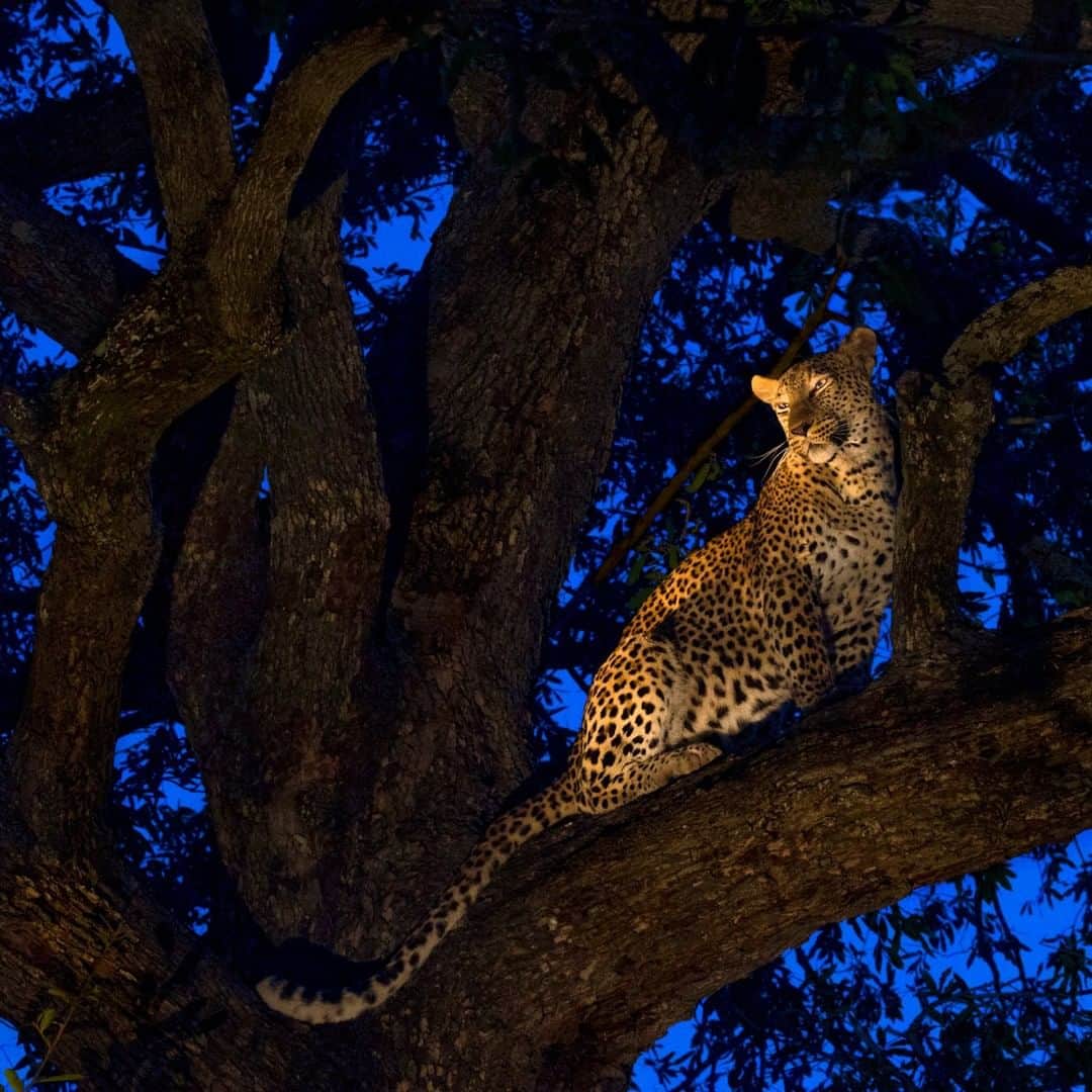 のインスタグラム：「Photo by @stevewinterphoto | A leopard takes a break from eating an antelope. There are nine leopard subspecies on Earth, occurring from the southern tip of South Africa's Cape mountains to the island of Java in Southeast Asia. The leopard can live in true deserts, tropical forests, and even in the Russian tundra, where it drops to below 10 degrees Celsius! The biggest threats facing leopards in Africa include the illegal skin trade, wire-snare poaching, and human-leopard conflict. This was shot while on assignment for @natgeo. Forests provide us with up to 50% of the oxygen we breathe, oceans the rest. Forest, grasslands, and mountains give us 75% of the freshwater. If we can save the forest of the Amazon and other areas in Central and South America for the jaguar and puma; the forests of Central Africa for the leopard, lion, cheetah, and elephants etc.; and the forests of South Asia for the tigers and leopards—if you save the top predator in any ecosystem you save everything that lives with them. So if we save big cats, we can help save ourselves.//To get an up-close look at animals that survive our planet's most extreme environments, watch #HostilePlanet on @natgeochannel tonight at 9/8c.//」