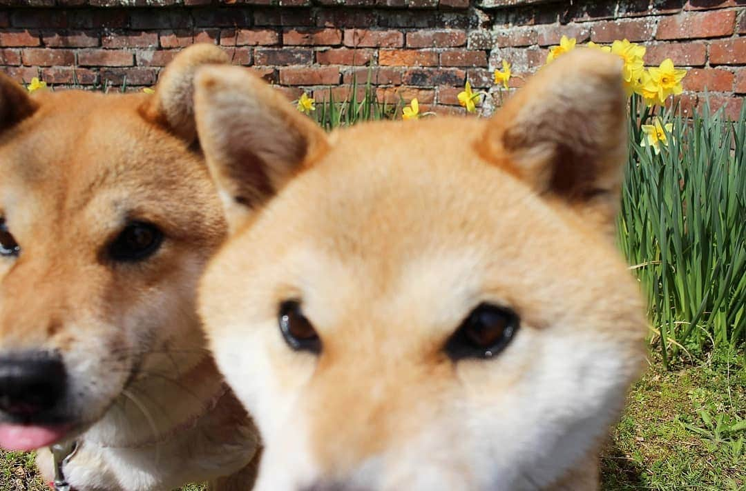 柴犬たま Shibainu Tamaさんのインスタグラム写真 - (柴犬たま Shibainu TamaInstagram)「スイセンとおやつが我慢出来ない子達😅 * Caption trans🇬🇧 Narcissus and those who can not stand snacks😅 * #柴犬たま #たママ #たま家族 #柴犬ミケ #一眼レフ #一眼レフカメラ #すいせん #スイセン #水仙 #花とたま #花とミケ #食いしん坊親子 #どアップ #舌ぺろ #かなりひし形 #柴犬 #shiba #shibainu #shibastagram #犬 #dog #多頭飼い」4月2日 9時13分 - tama7653