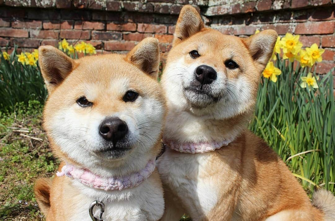 柴犬たま Shibainu Tamaさんのインスタグラム写真 - (柴犬たま Shibainu TamaInstagram)「スイセンとおやつが我慢出来ない子達😅 * Caption trans🇬🇧 Narcissus and those who can not stand snacks😅 * #柴犬たま #たママ #たま家族 #柴犬ミケ #一眼レフ #一眼レフカメラ #すいせん #スイセン #水仙 #花とたま #花とミケ #食いしん坊親子 #どアップ #舌ぺろ #かなりひし形 #柴犬 #shiba #shibainu #shibastagram #犬 #dog #多頭飼い」4月2日 9時13分 - tama7653