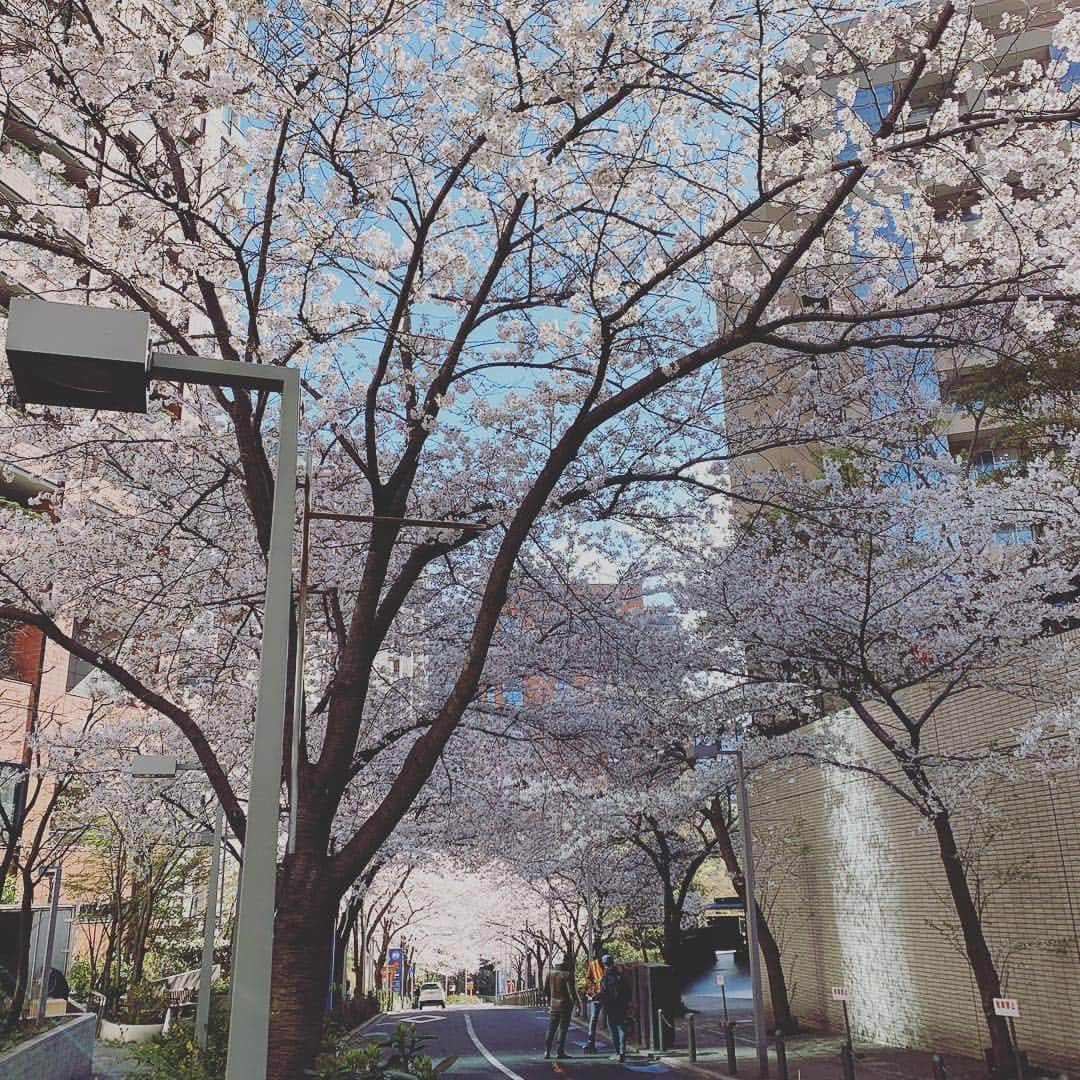 宮瀬茉祐子さんのインスタグラム写真 - (宮瀬茉祐子Instagram)「新年度。 桜のトンネルを通って気持ちを改める。  #cherryblossom  #spring #sakura  #さくら  #春  #朝散歩」4月2日 9時49分 - miyase_mayuko_official