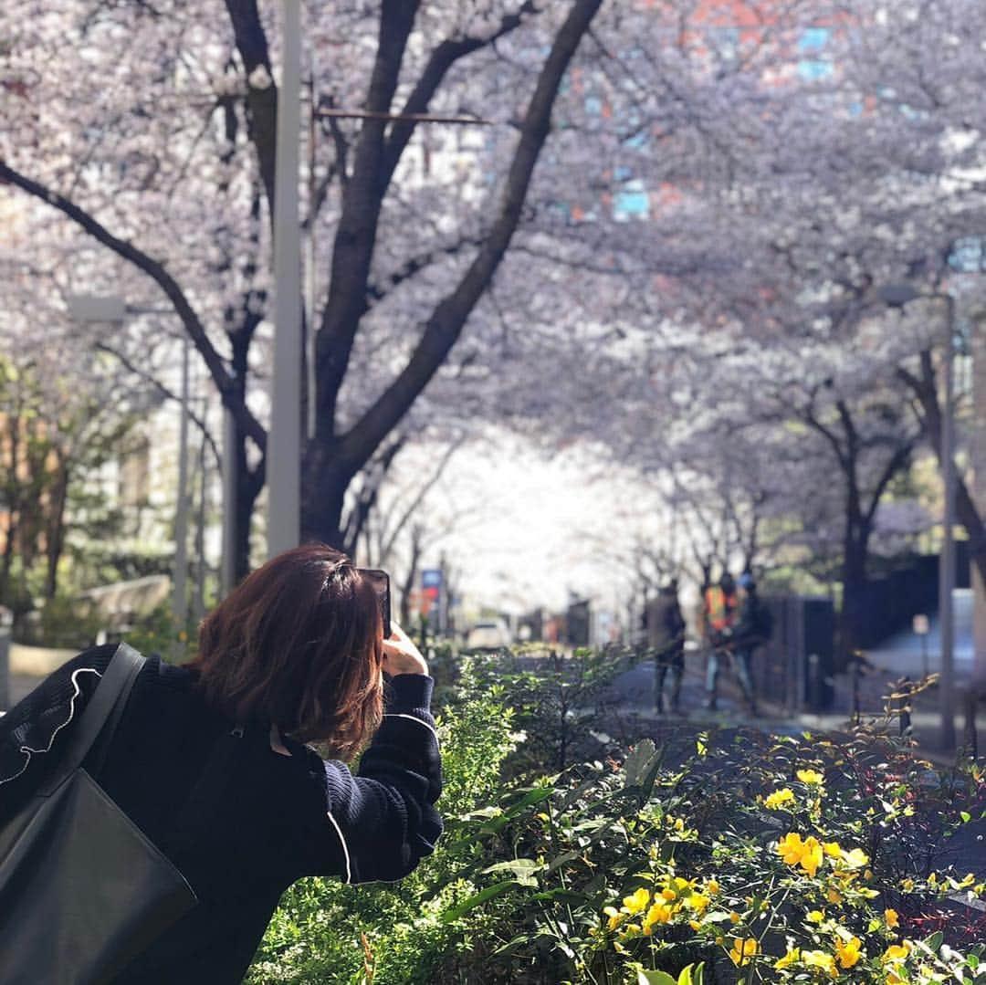 宮瀬茉祐子さんのインスタグラム写真 - (宮瀬茉祐子Instagram)「新年度。 桜のトンネルを通って気持ちを改める。  #cherryblossom  #spring #sakura  #さくら  #春  #朝散歩」4月2日 9時49分 - miyase_mayuko_official