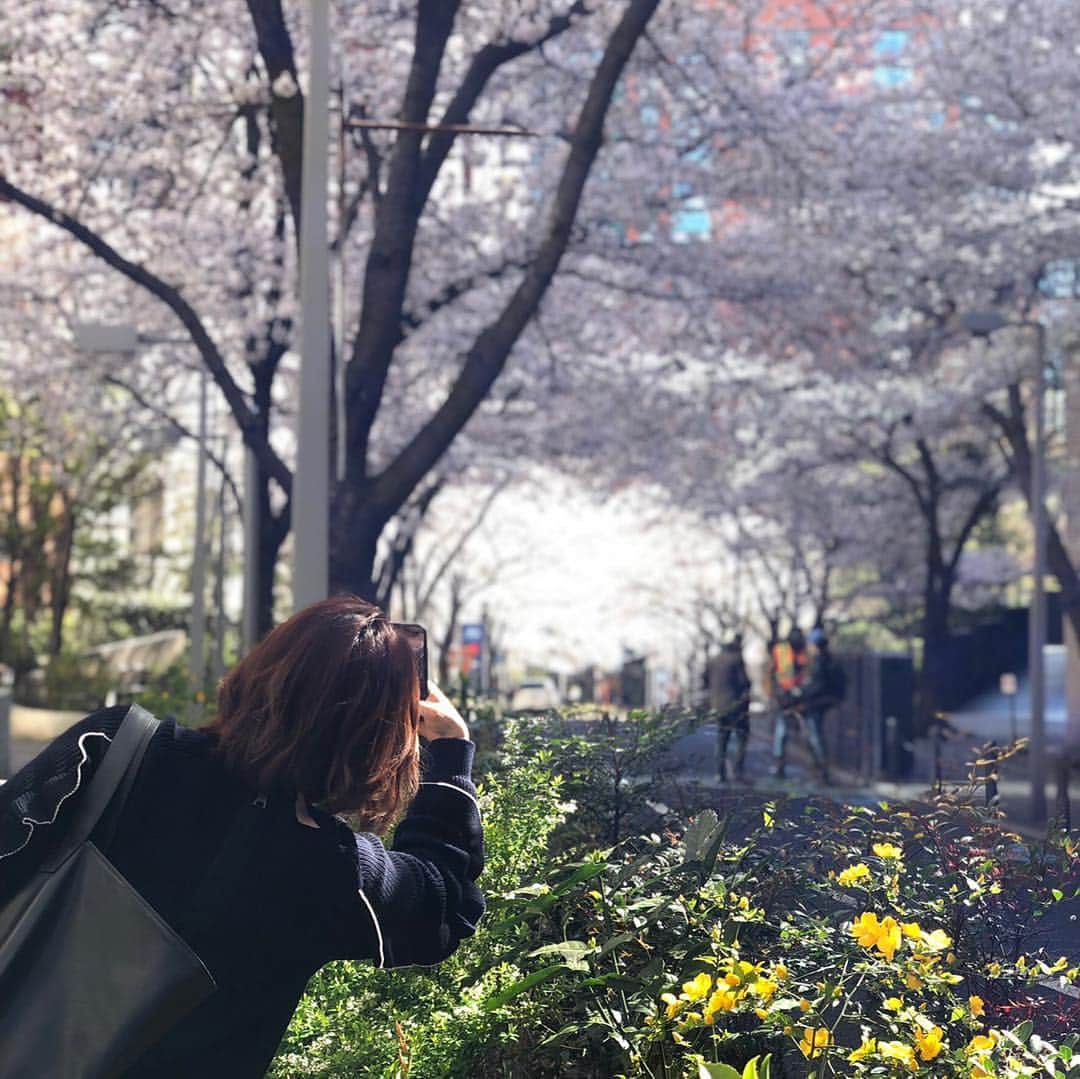 宮瀬茉祐子のインスタグラム：「新年度。 桜のトンネルを通って気持ちを改める。  #cherryblossom  #spring #sakura  #さくら  #春  #朝散歩」