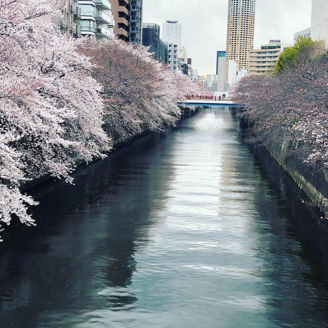 大桑マイミさんのインスタグラム写真 - (大桑マイミInstagram)「＊＊＊＊ pinkな世界 ＊＊＊＊＊ #coacheyewear  #skura #april  #目の前にあるもの #瞬間を大事に #heisei」4月2日 9時47分 - maimiokuwa