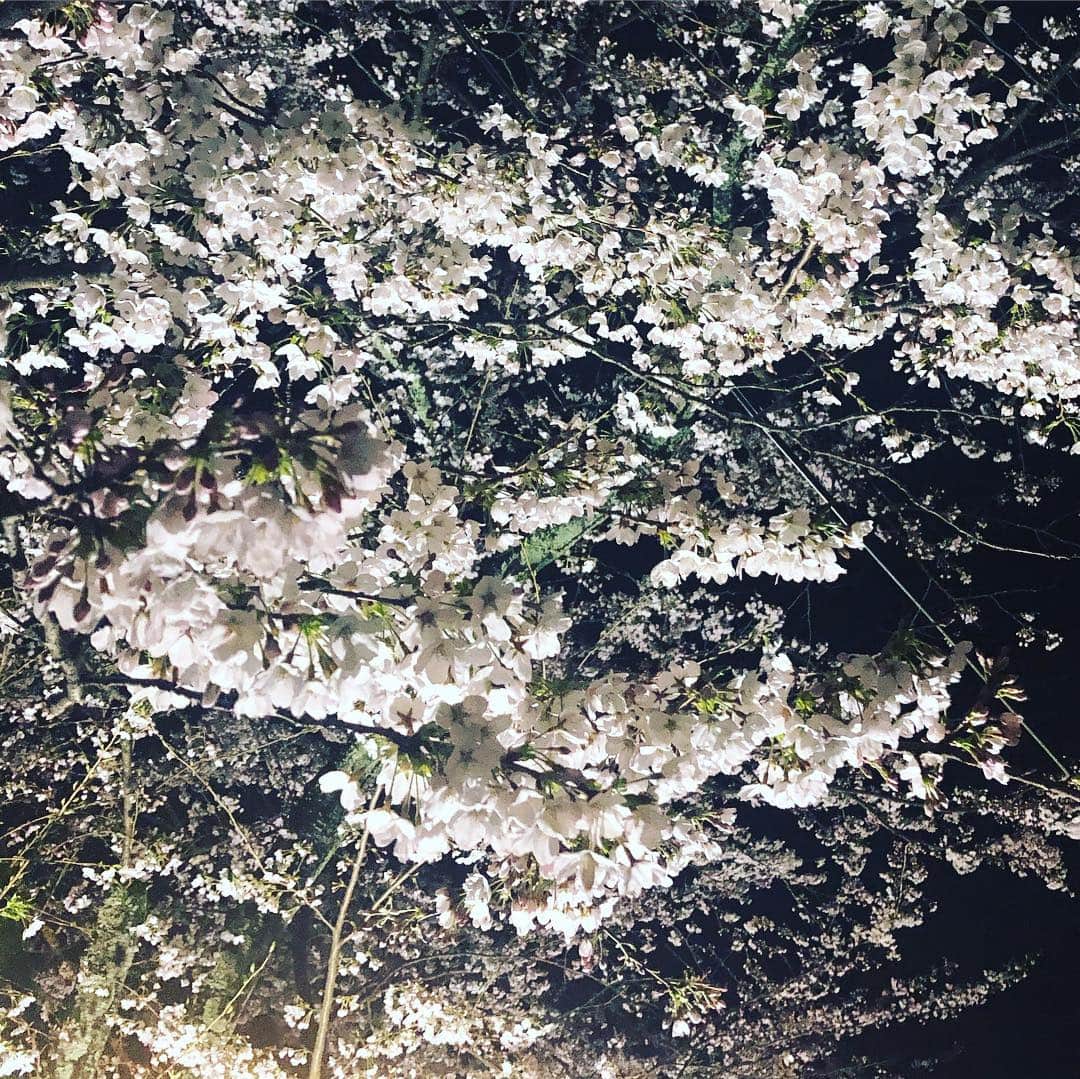 ひうらさとるさんのインスタグラム写真 - (ひうらさとるInstagram)「The cherry blossoms 🌸🌸are full bloom in Kinosaki. However it’s really cold today ❄️❄️ さむーー！桜にみぞれ雪！」4月2日 9時58分 - marikosatoru