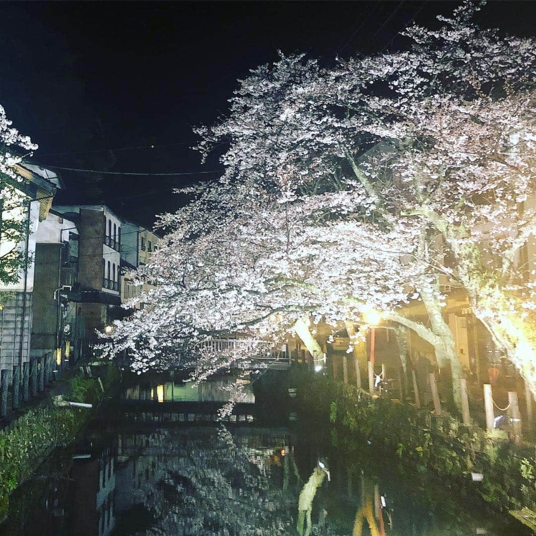 ひうらさとるのインスタグラム：「The cherry blossoms 🌸🌸are full bloom in Kinosaki. However it’s really cold today ❄️❄️ さむーー！桜にみぞれ雪！」